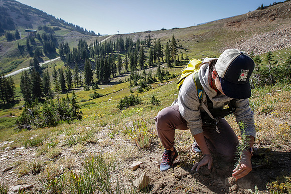 Alta Tree Planting